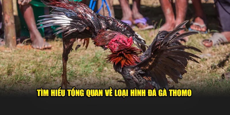 Tìm hiểu tổng quan thông tin về loại hình đá gà Thomo